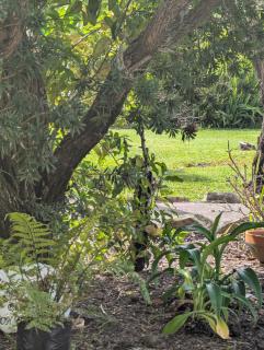 The Garden Flat - 0