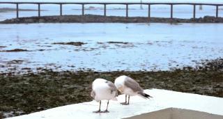 Ibis Roscoff - 7