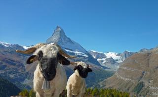 Pollux Family Apartment - Zermatt - 7