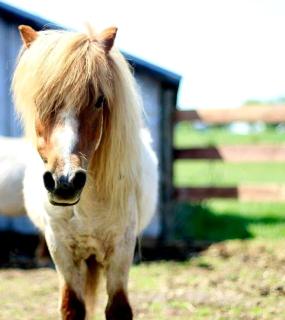 Cute Cottage on Working Farm for Farmstay Glamping Getaways to Virginia - Perfect for Animal Lovers - 3