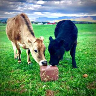 Cute Cottage on Working Farm for Farmstay Glamping Getaways to Virginia - Perfect for Animal Lovers - 4