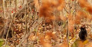 Fully Furnished Cabin Rental with Fire Pit near Cherokee National Forest - 1