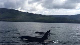 Wilderness Cabin Getaway with Breathtaking Views in Klawock on Prince of Wales Island in Alaska - 5