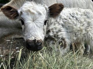 Cozy Bell Tent Surrounded by Nature in Montana - 5