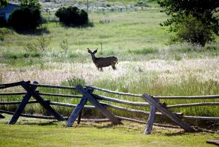 Family-Friendly Cabin Rental with Free Wi-Fi in Bitterroot Valley of Montana - 6