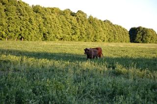 Scenic Northern Michigan Glamping Tent on a Regenerative Farm - 1