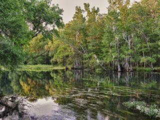 Secluded Cottage Rental Hidden in the Woods near Tallahassee, Florida - 6