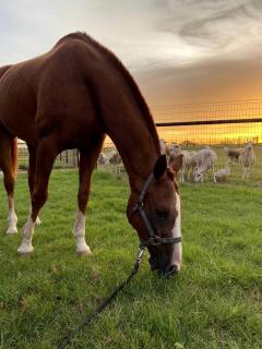 Glamping in Floresville at this Stunning Equine Ranch in South Texas - 2