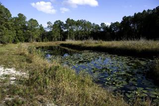 Historic One-Room Cabin near Ocala National Forest in Central Florida - 5
