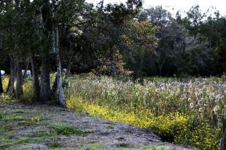 Historic One-Room Cabin near Ocala National Forest in Central Florida - 4