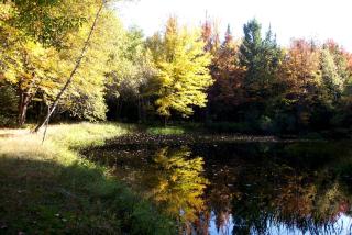Secluded Cottage Rental in the Woods in Stony Creek, New York - 5