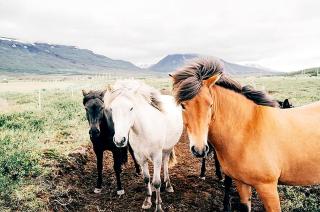 Pet-Friendly Accommodation for Two near World Equestrian Games, North Carolina - 5