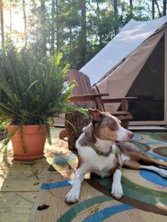 Forest Retreat: Immerse Yourself in Nature with this Chic Bell Tent in Loris, SC - 5