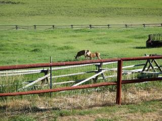 Cozy Accommodation with Breakfast Included in Meeteetse, Wyoming - 7
