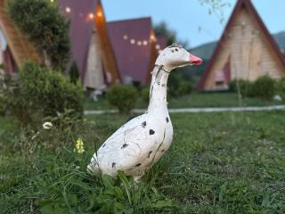 PROKLETIJE COTTAGES - 4