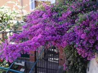 Casa Bouganville - La Spezia - 0