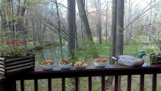 Cabin Surrounded by Sublime Nature near Lake Huron, Michigan - 7