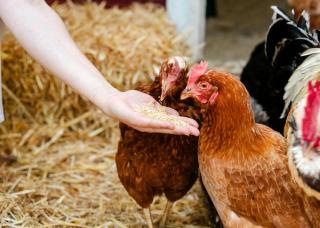 Group Glamping Bell Tents Camp Perfect to Reconnect with Nature in Germany - 1