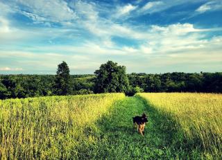 Cozy Tiny House on Working Farm, for Fun Glamping Trips in Kentucky - Owenton - 3