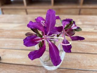 The Royal Vista by SOV - 4