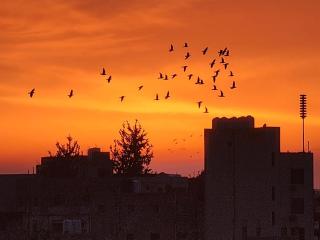 3BR Furnished Apartment for Rent - PART OF VILLA - 9