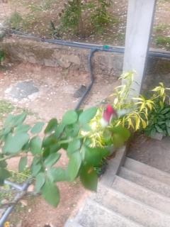 Sudumal Cottage - 9