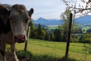 Apartment Alpenblick 1, Halblech im Allgäu, Bergblick pur - NEUERÖFFNUNG! - 4