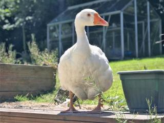 1 bed property in Crackington Haven 36500 - 1