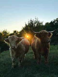 Schloss Welsdorf - 5