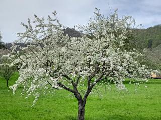 Limburgstube - 2