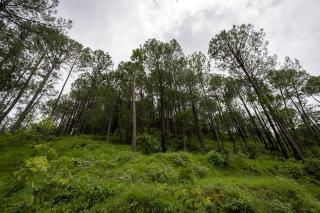 Spring Hills 4BD Kasauli glass attic Villa cook - 2