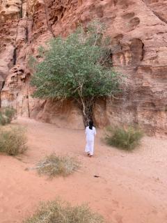Sahara Camp Wadi Rum - Wadi Rum - 3