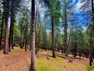 Forest View Family Home - 2