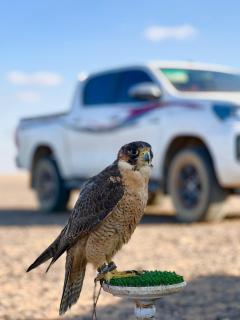 ALMAS RUM LUXURY camp - 6