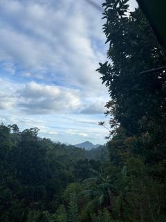 Mango tree Ella - Ella - 2