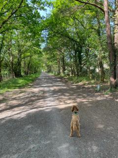 Terry's Cove - Dogs welcome - 1