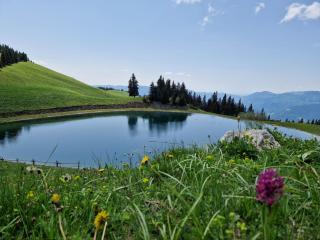 Apartment MOUNTAIN BLOOM Golte - Mozirje - 9