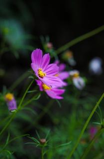 Blue Sea Pension - 7