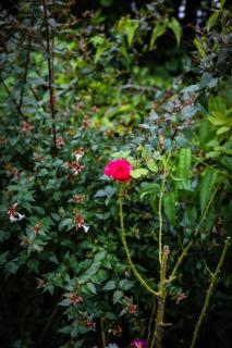 Blue Sea Pension - 3