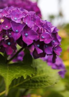 Blue Sea Pension - 2