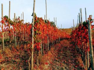 Apartment with large covered terrace, in small residence with swimming pool - 9