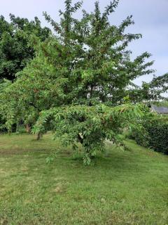 Ferienwohnung Kirschenknupp - Hellendorf - 6