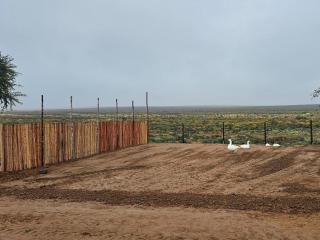 Rooidakkies - 8
