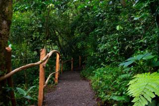 Cabañas Emerald Forest - Concepción - 1