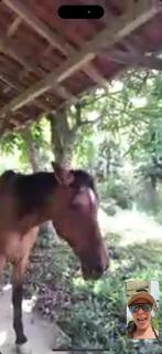 Fazenda Neuchatel - 8