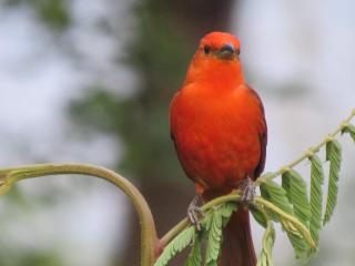 Chalés Morro Azul - 5