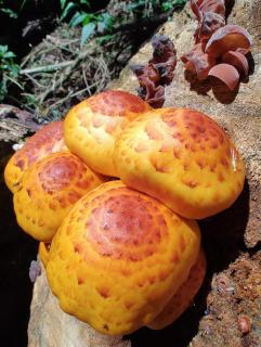 Chalés Morro Azul - 4