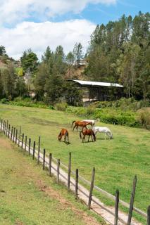 Sahara Lodge Nature, Design Arabian Horses - 3