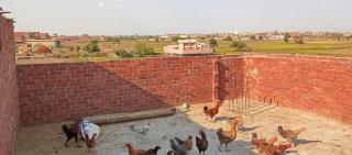 Egyptian country house - 8