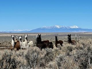 Spacious Camper on a Llama Rescue Ranch with Stunning Views near Questa, New Mexico - 5